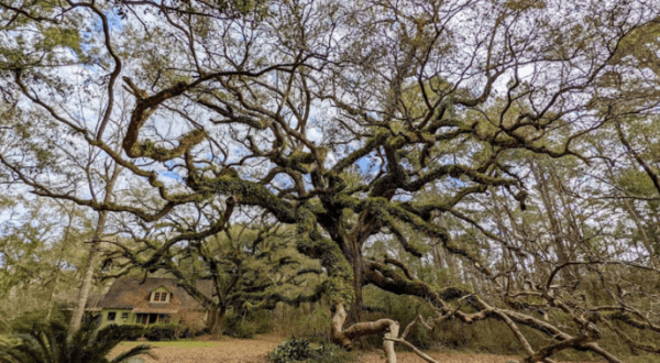 There’s Nothing Quite As Magical As The Ancient Oaks And Mystifying Statue You’ll Find At Twelve Oaks Nature Preserve In Mississippi