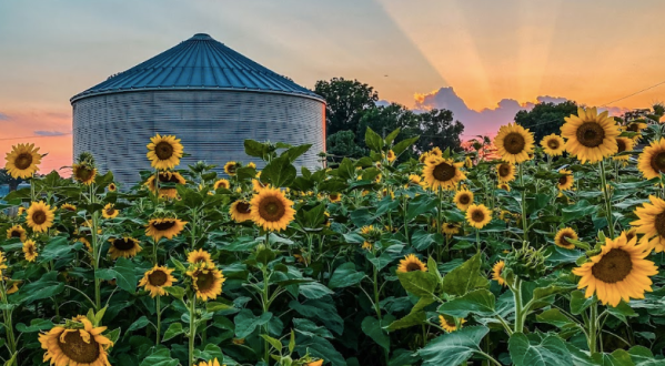 Full Of Whimsy And Wonder, The Louisiana Sunflower Festival Is One Magical Event You Can’t Miss