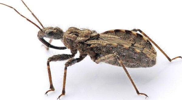 These 10 Insects Found In North Dakota Will Send Shivers Down Your Spine