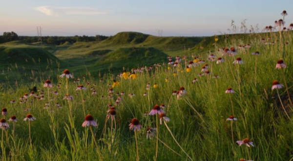 This Springtime Wildflower Hike In Nebraska Will Transport You Into A Sea Of Color