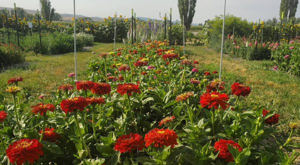 A Colorful U-Pick Flower Farm, 3 Girls Garden In Idaho Is Like Something From A Dream