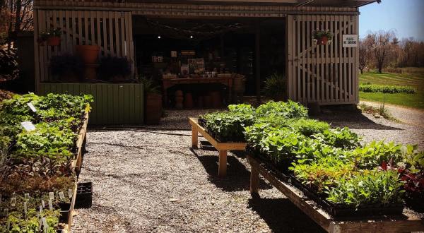 A Colorful U-Pick Flower Farm, Rosaly’s Garden In New Hampshire Is Like Something From A Dream