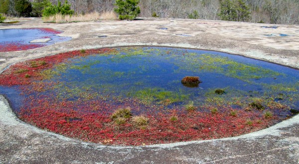 There’s Nothing More Baffling Than The Origin Of The Stunning Vernal Pools At 40-Acre Rock In South Carolina