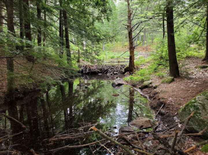 The Grater Woods Gateway Trail in New Hampshire leads alongside a stream