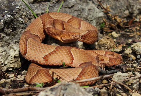Beware Of Extra Copperheads Out Snacking On Cicadas In Nashville This Spring