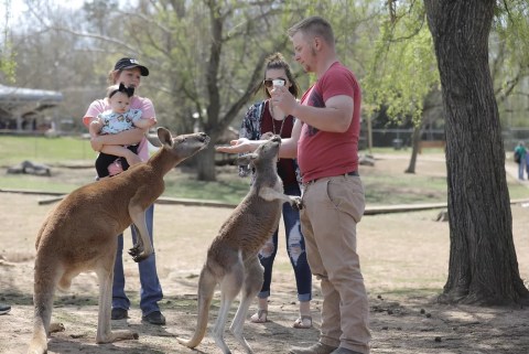 Pet A Crocodile And Play With Kangaroos At This Wild Adventure Park In Kentucky