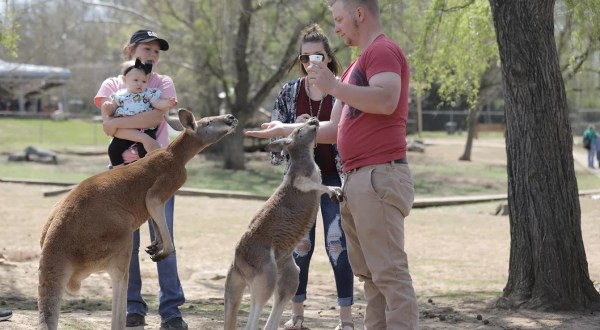 Pet A Crocodile And Play With Kangaroos At This Wild Adventure Park In Kentucky