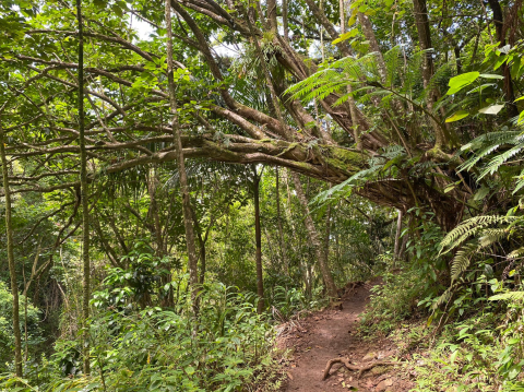 With Stream Crossings and Footbridges, The Little-Known Makiki Valley Loop Trail In Hawaii Is Unexpectedly Magical