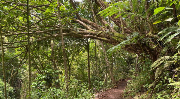 With Stream Crossings and Footbridges, The Little-Known Makiki Valley Loop Trail In Hawaii Is Unexpectedly Magical