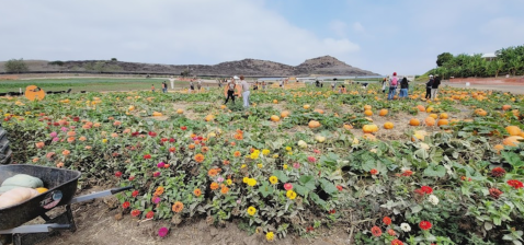 A Colorful U-Pick Flower Farm, Tanaka Farms In Southern California Is Like Something From A Dream