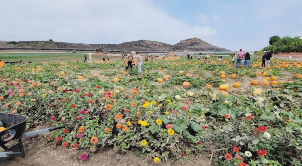 A Colorful U-Pick Flower Farm, Tanaka Farms In Southern California Is Like Something From A Dream