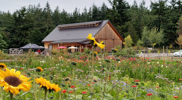 A Colorful U-Pick Flower Farm, Wilderbee Farm In Washington Is Like Something From A Dream