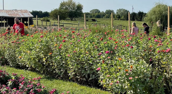 A Colorful U-Pick Flower Farm, Willow Flower Farm In Iowa Is Like Something From A Dream