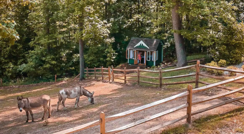 This Airbnb On An Animal Sanctuary In Virginia Is One Of The Coolest Places To Spend The Night