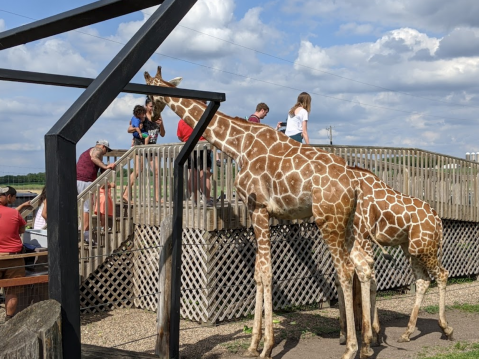 You Can Feed A Giraffe At Hemker Park & Zoo In Minnesota