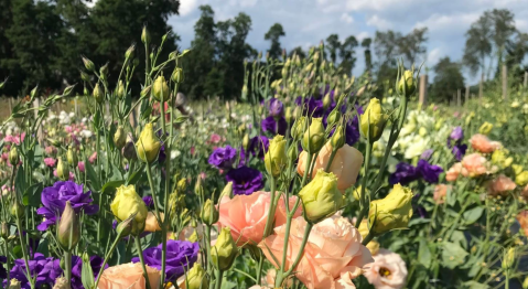 A Colorful U-Pick Flower Farm, Cedar Circle Farm & Education Center In Vermont Is Like Something From A Dream