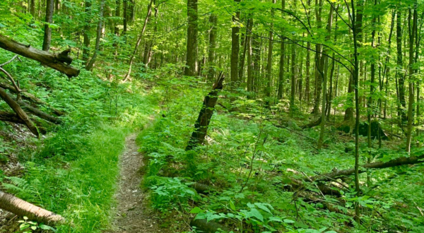 With Wildflowers And A Lake, The Little-Known Abbey Pond Trail In Vermont Is Unexpectedly Magical