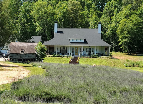Get Lost In This Beautiful U-Pick Lavender Farm In South Carolina