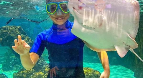 Swim With Sting Rays At SeaQuest In Connecticut For An Adorable Adventure