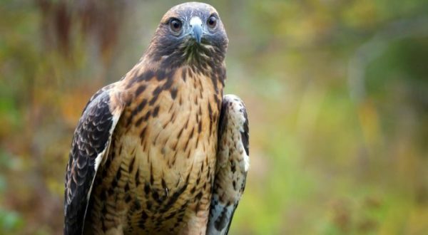 Most People Don’t Know About This Underrated Raptor Center Hiding In New Jersey