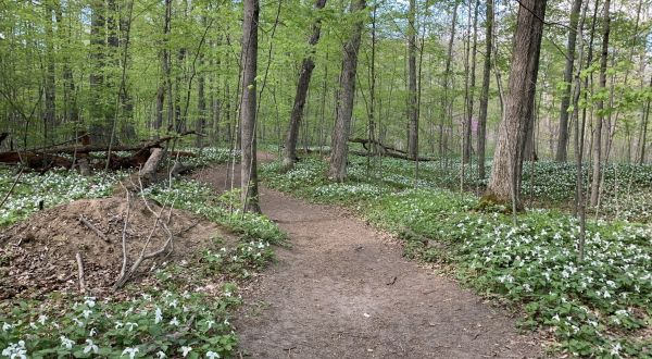 Hunt For Wildflowers On The Beautiful And Easy Aman Park Loop In Michigan