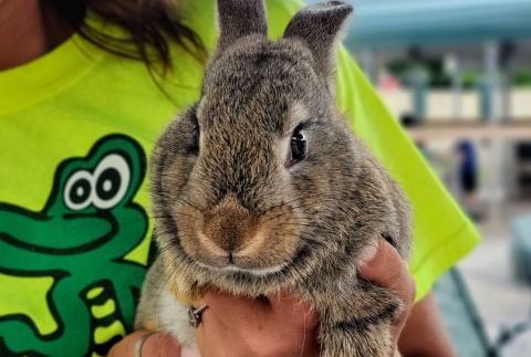 Play With Bunnies At This Alligator Farm And Petting Zoo In Arkansas For An Adorable Adventure