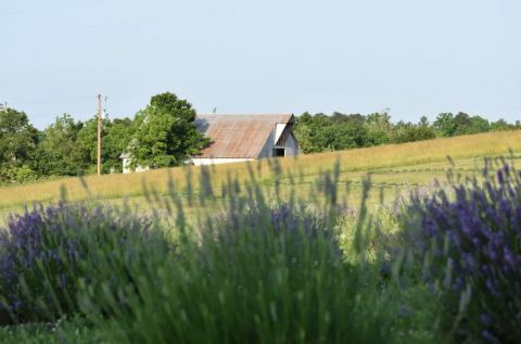 The Beautiful Lavender Farm Hiding In Plain Sight In Arkansas That You Need To Visit