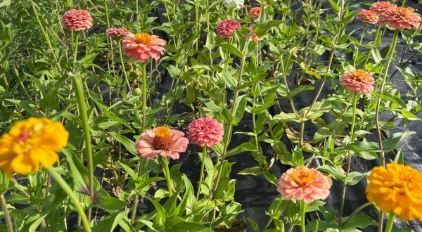 A Colorful U-Pick Flower Farm, East Texas Flower Farm Is Like Something From A Dream
