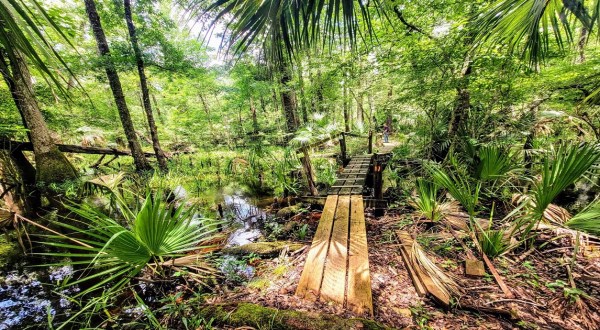 With Boardwalk Footbridges And Wildflowers In Bloom, The Little-Known Rice Creek Levee Trail In Florida Is Unexpectedly Magical