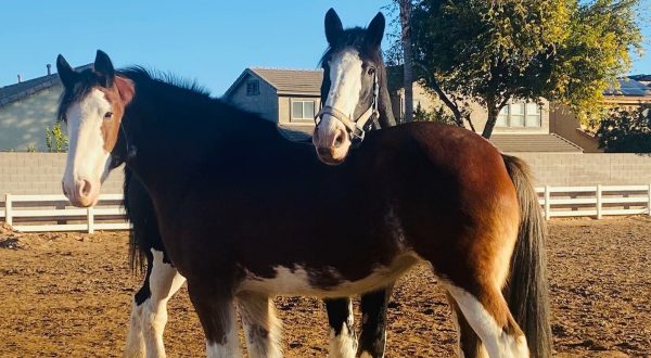 Get Up Close And Personal With Majestic Clydesdales At This Horse Sanctuary In Arizona