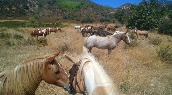 Play With Llamas and Ponies At Lakewood Equestrian Center, Then Explore El Dorado Nature Center In Southern California