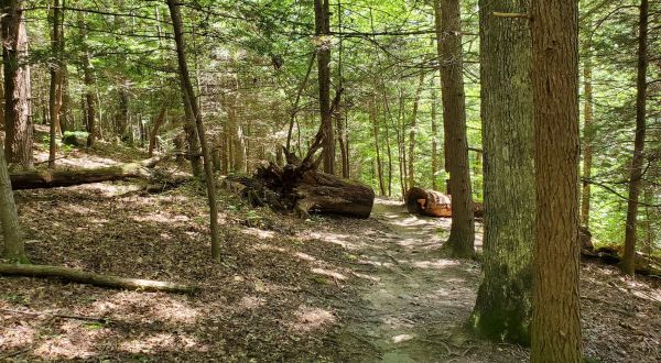 With Towering Rocks And Evergreen Forest, The Little Creek Park Loop Trail In West Virginia Is Unexpectedly Magical