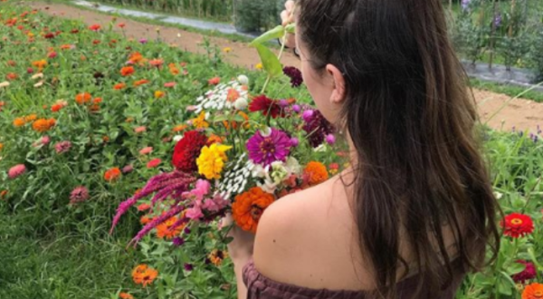 A Colorful U-Pick Flower Farm, Lockbriar Farms In Maryland Is Like Something From A Dream