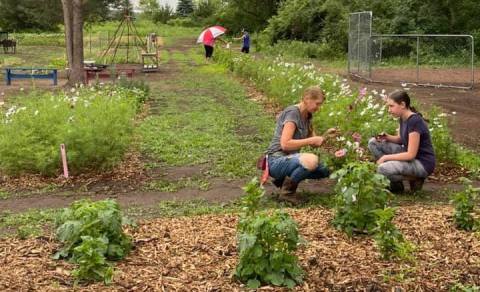 A Colorful U-Pick Flower Farm, Emery Acres Flower Farm In Minnesota Is Like Something From A Dream