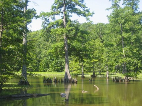 Leroy Percy State Park