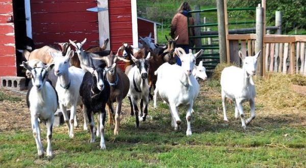 Hike With Goats At Goat Trek At Honey Creek Creamery In Iowa