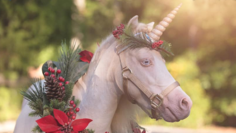 There Is Such A Thing As A Unicorn Farm in South Carolina And It Is As Magical As It Sounds