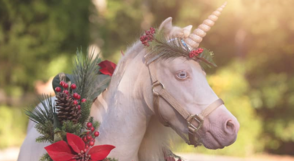 There Is Such A Thing As A Unicorn Farm in South Carolina And It Is As Magical As It Sounds