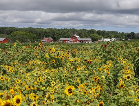 Visiting New York's Upcoming Sunflower Festival Near Rochester Is A Great Summer Activity