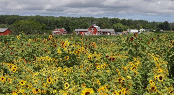 Visiting New York’s Upcoming Sunflower Festival Near Rochester Is A Great Summer Activity