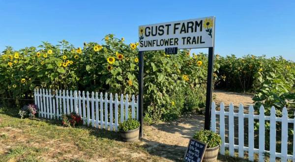 Gust Flower And Produce Farm Has A 5-Acre Sunflower Trail In Michigan That’s Just As Magnificent As It Sounds