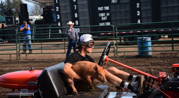 The Pig-N-Ford Race At Tillamook County Fair Is An Only-In-Oregon Spectacle You Must Experience