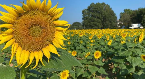 Get Lost In This Beautiful U-Pick Sunflower Field In South Carolina