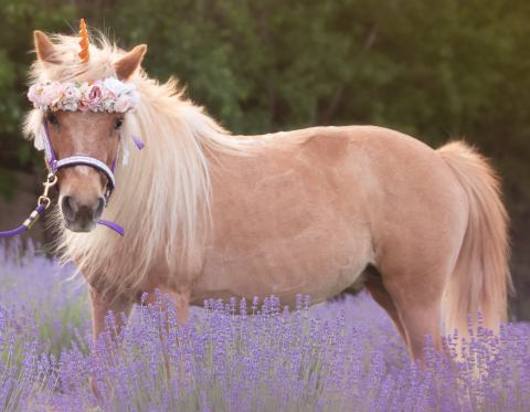 There Is Such A Thing As A Unicorn Festival In Massachusetts And It Is As Magical As It Sounds