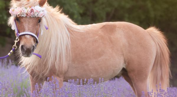 There Is Such A Thing As A Unicorn Festival In Massachusetts And It Is As Magical As It Sounds