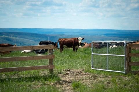 The Largest Farm Animal Sanctuary In The U.S. Is In New York, And It's Magical