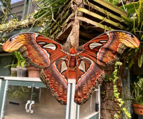 Magic Wings Of Massachusetts Is Home To The State's Largest Butterfly House And Gardens