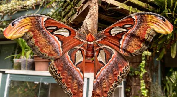 Magic Wings Of Massachusetts Is Home To The State’s Largest Butterfly House And Gardens