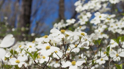 Few People Know There’s A Valley Of Blooms Hidden Along The Natchez Trace Parkway In Mississippi