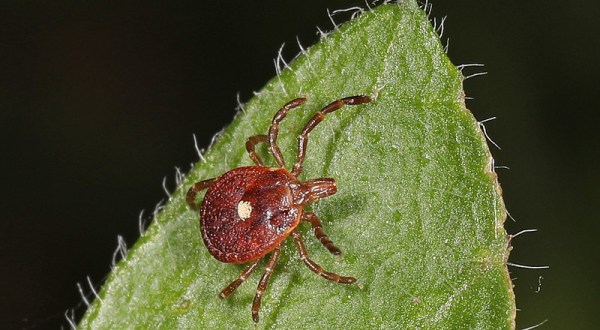 A Tick Whose Bite Can Cause Lifelong Food Allergies Has Been Spotted In Texas